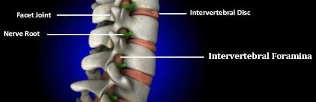 Spine Diagram